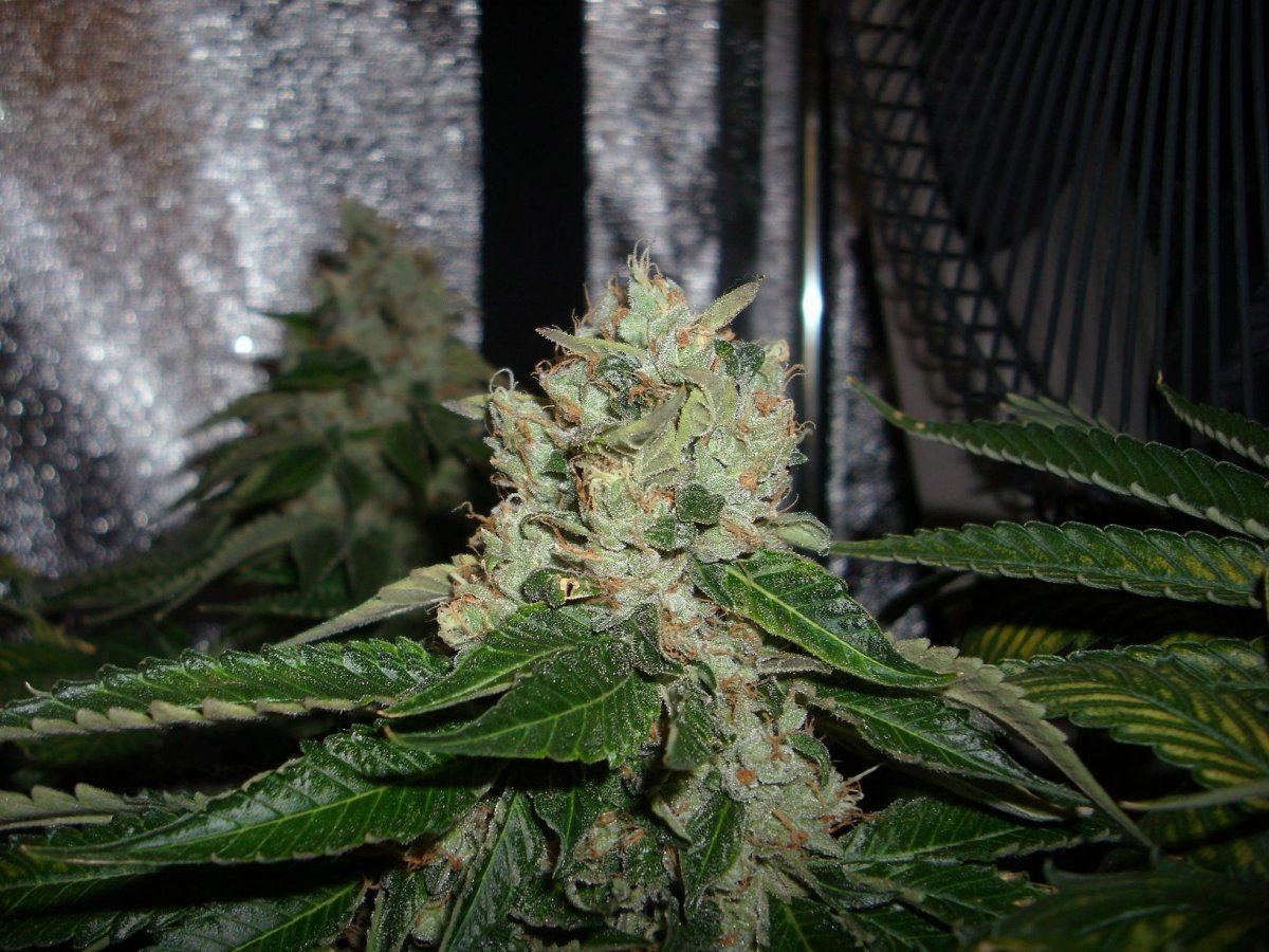 Sour Aliens 009