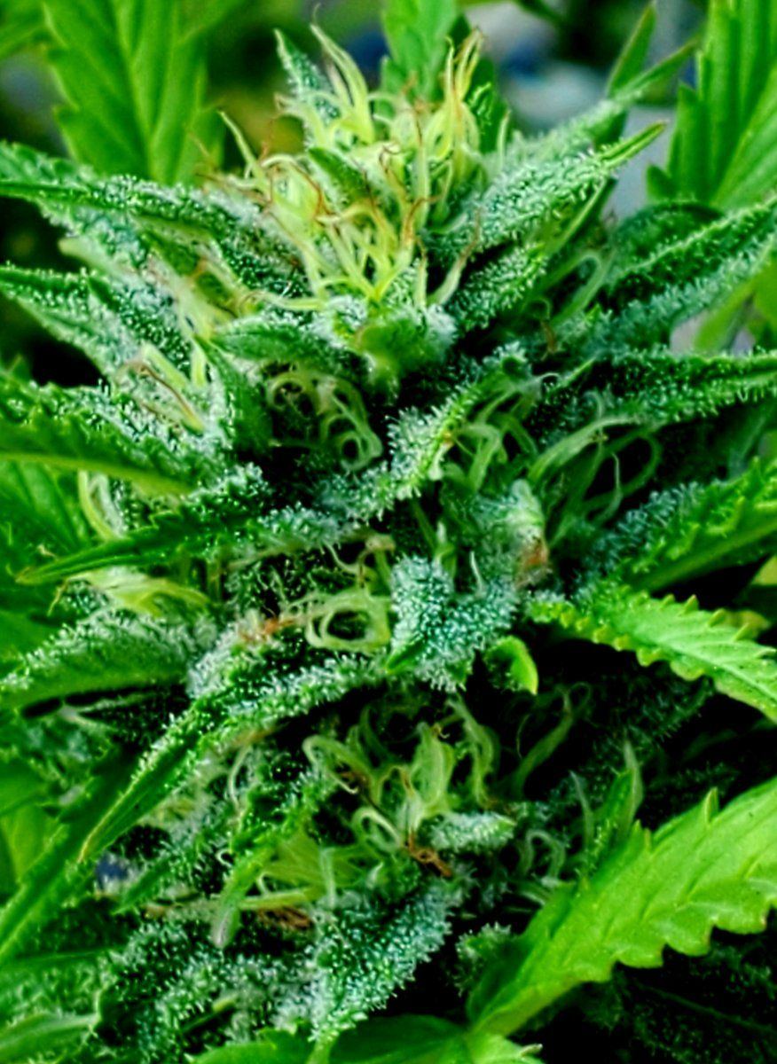 Sour Apple Kush 2 2023