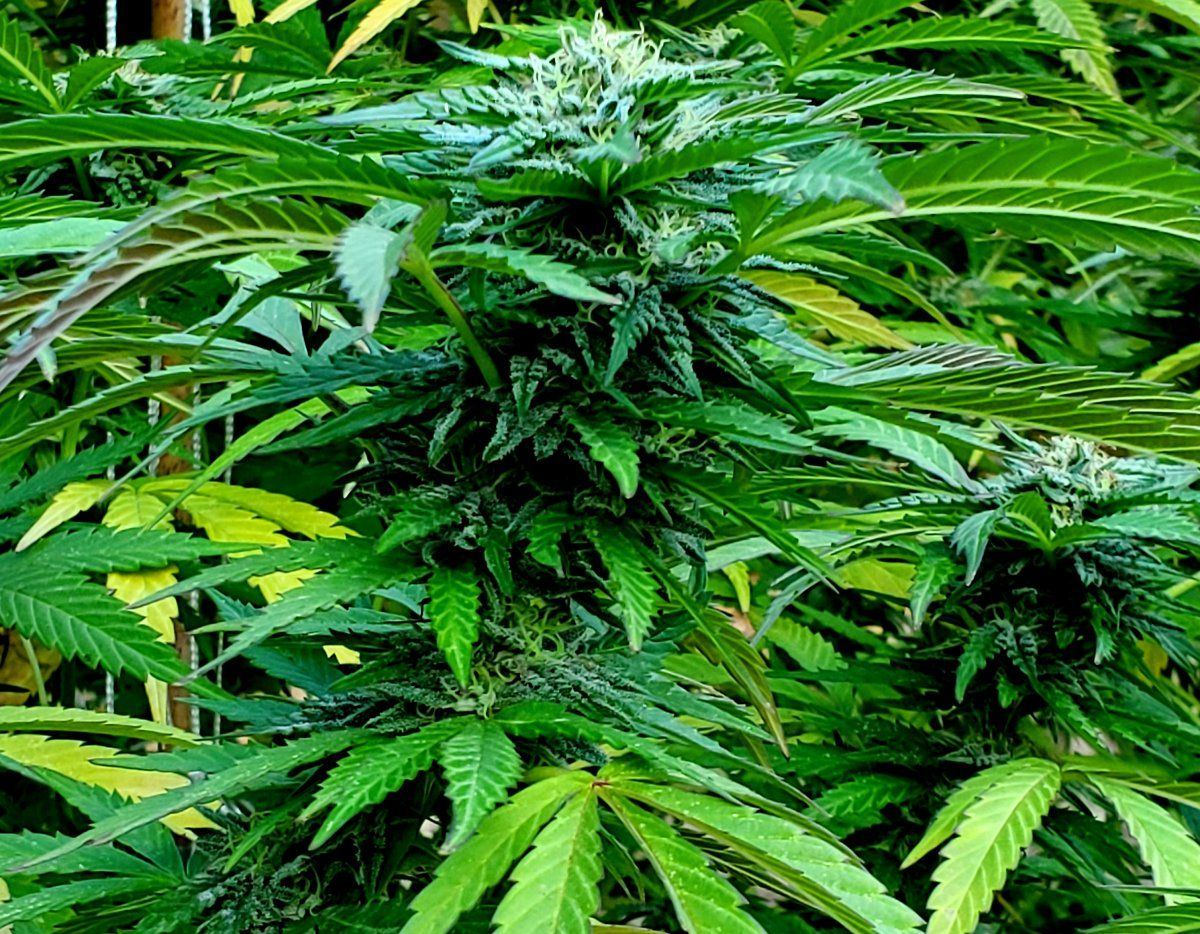 Sour Apple Kush 3 2023