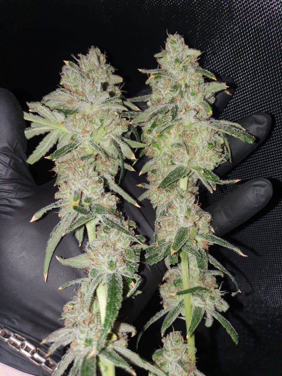 Sour Bubba Aciidental S1