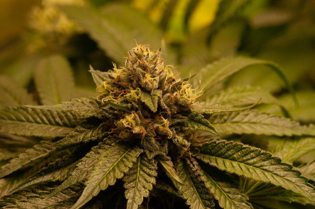 Sour Bubba at 7 weeks
