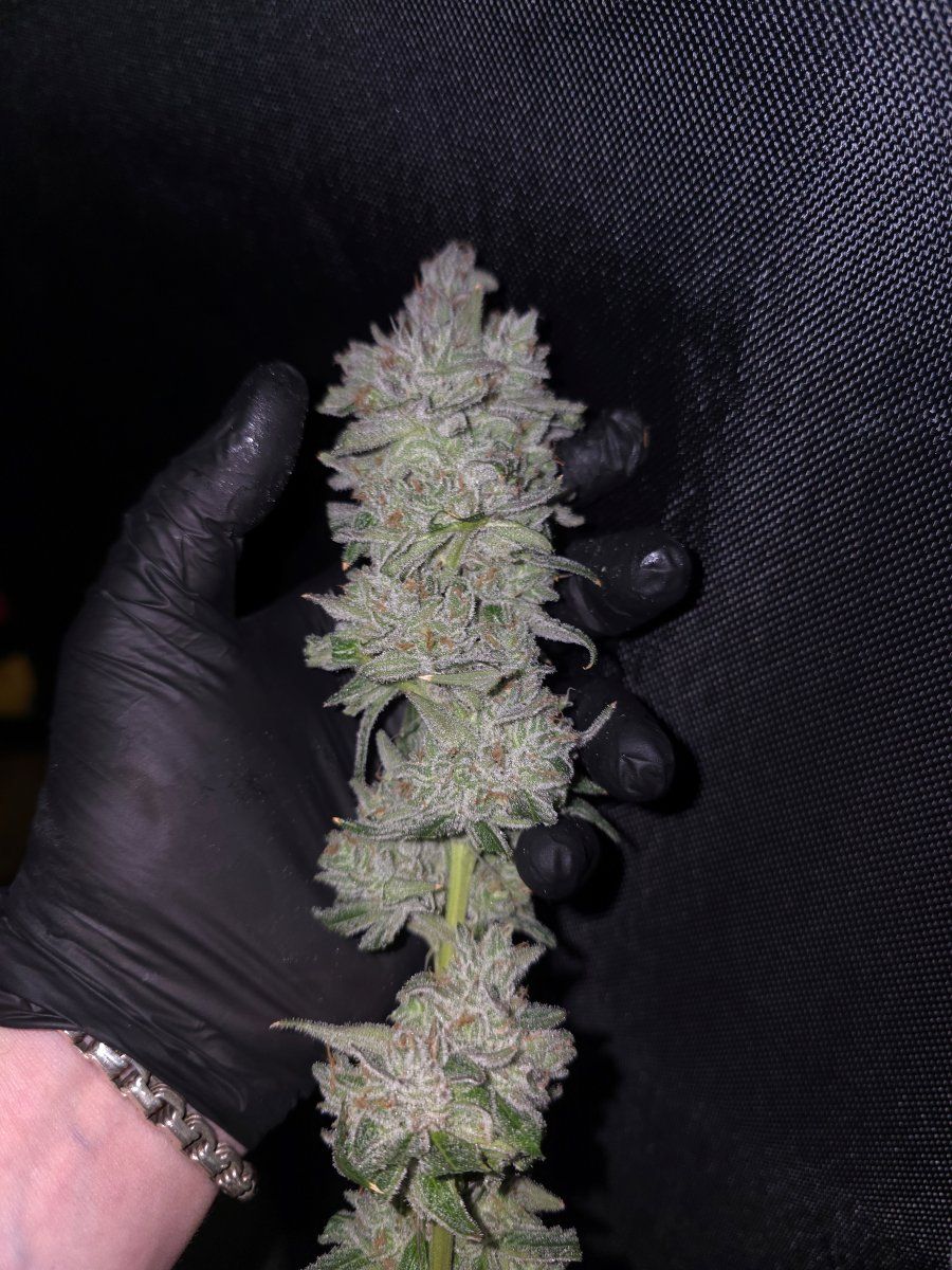 Sour Bubba CaCO3 star  finish only