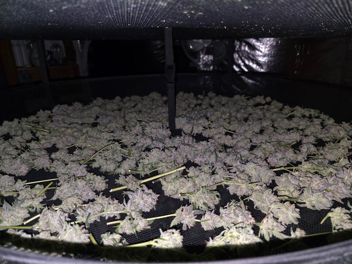 Sour bubba fresh 1