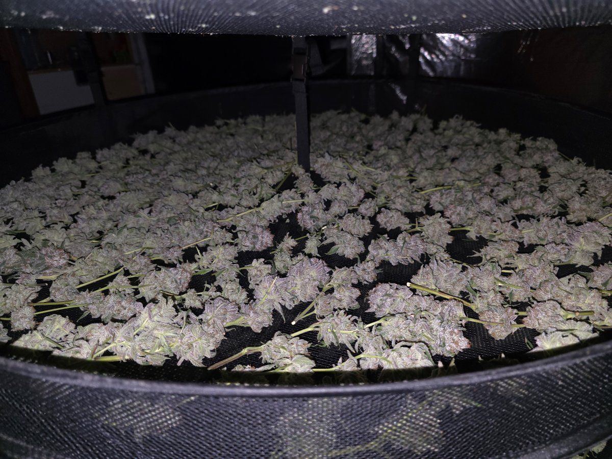 Sour bubba fresh 2