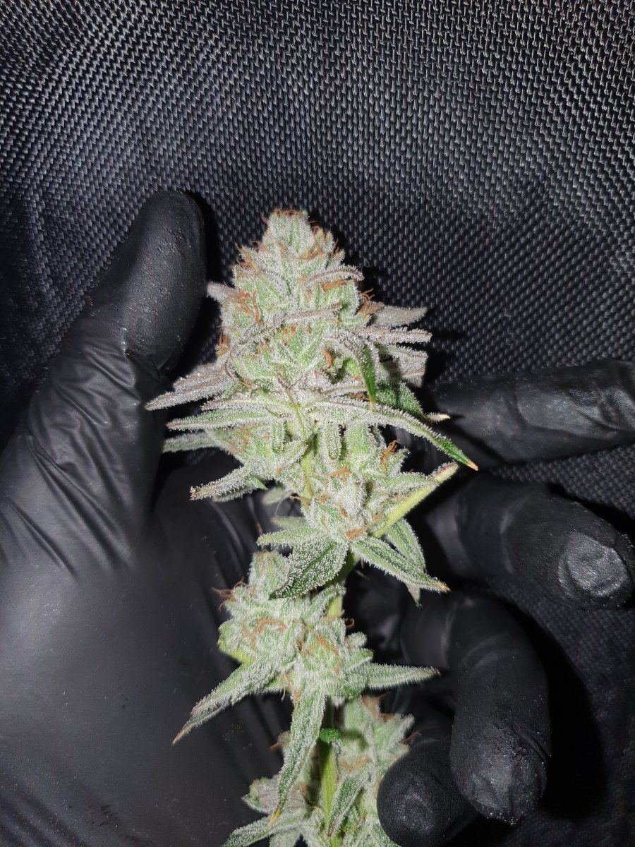 Sour Bubba rejected pheno