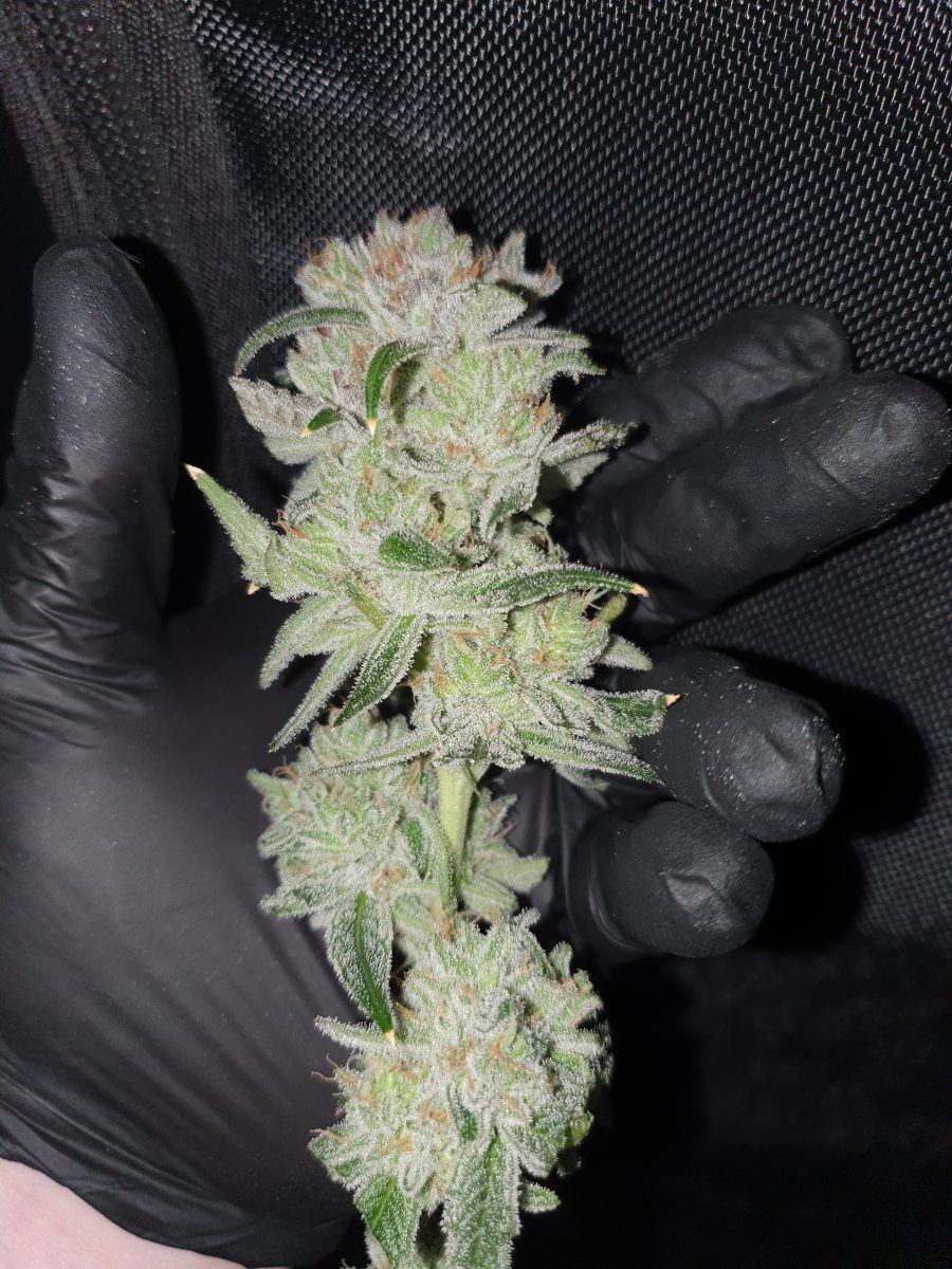 Sour Bubba Selected Pheno