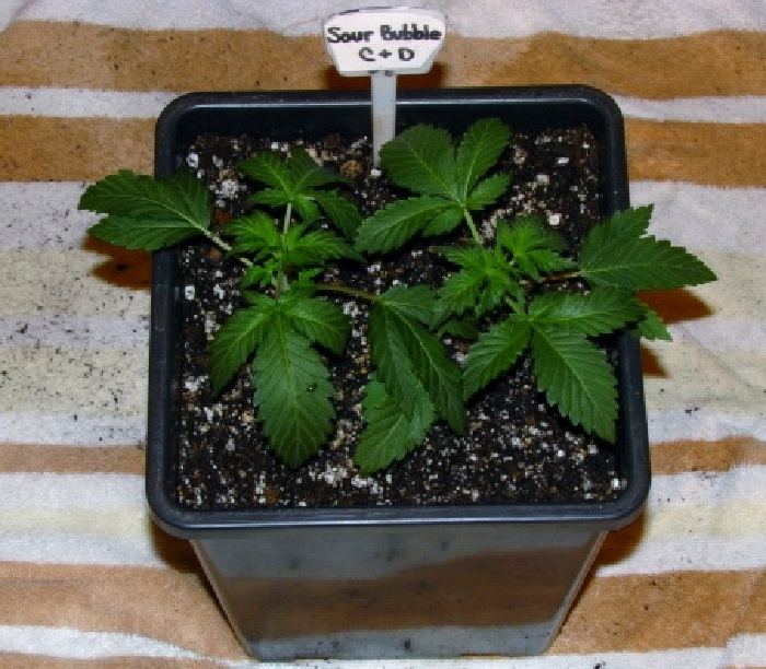 Sour Bubble 3  4