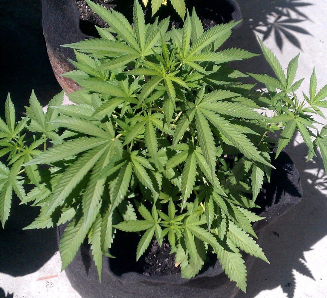 Sour Bubble  6 days