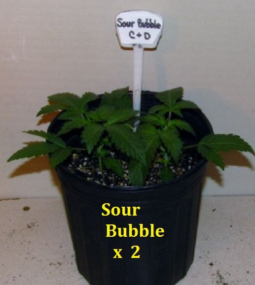 Sour Bubble Double