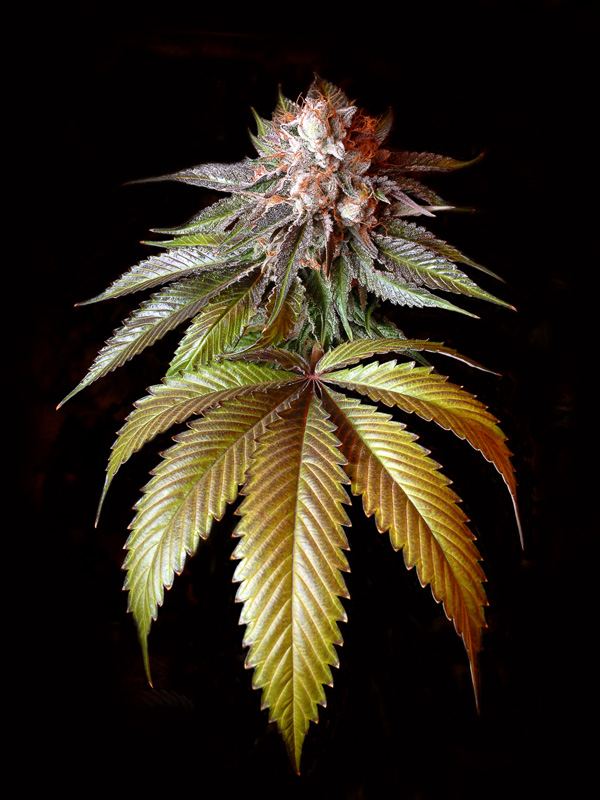Sour Bubble