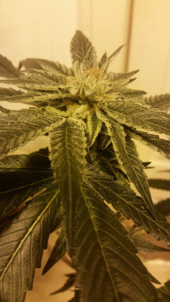 Sour bubble pheno help 3