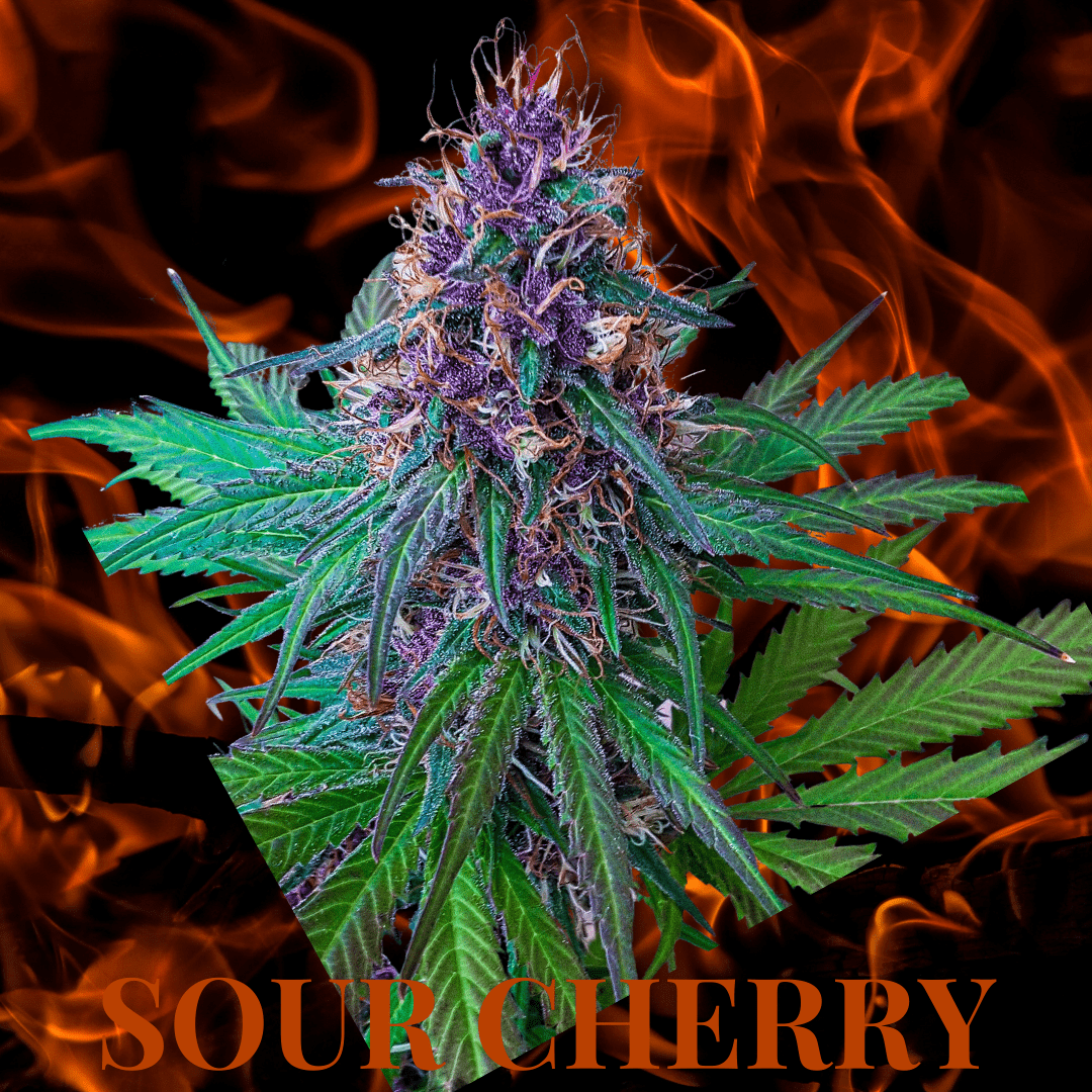 Sour Cherry