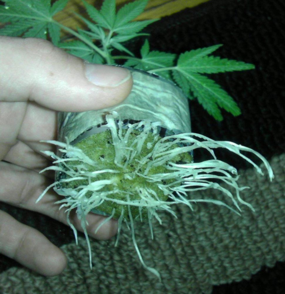 SOUR CLONE