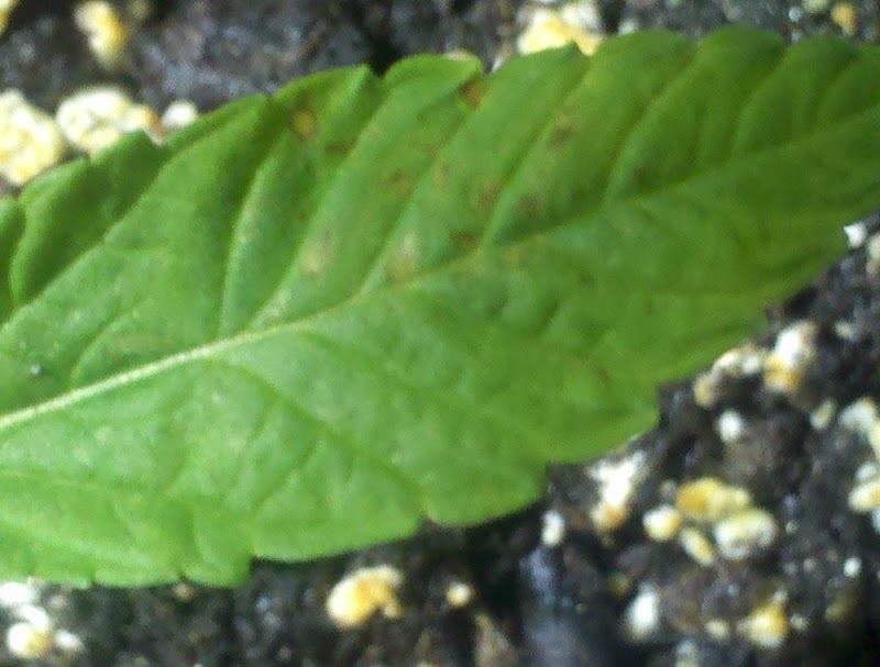 Sour Cream Leaf