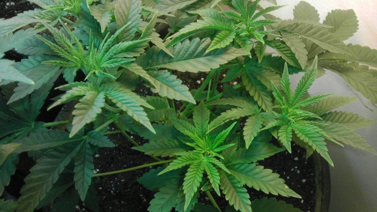 SOUR D  2