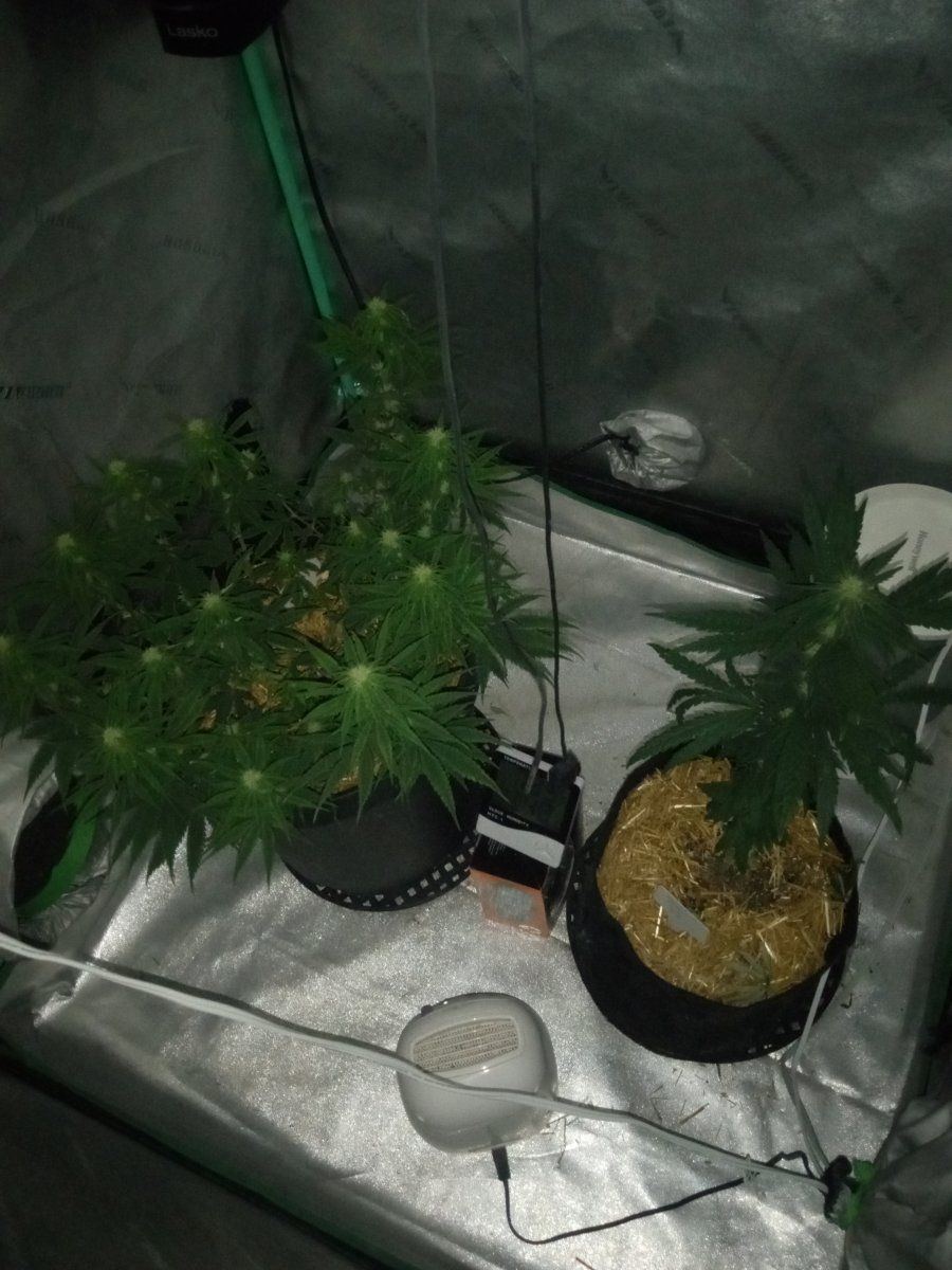 Sour d auto and willies wonder