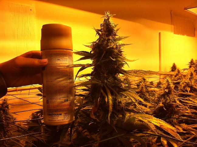 Sour d cola