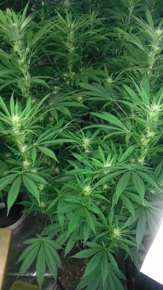 SOUR D DAY 30 4