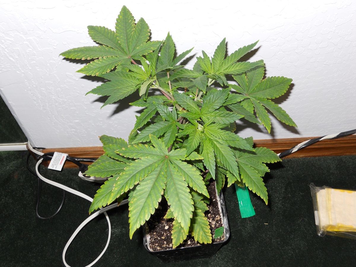 Sour D IBL 12 17
