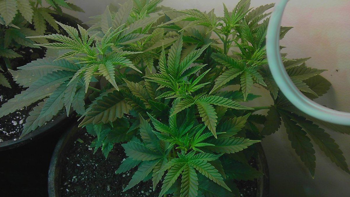 SOUR D MALE