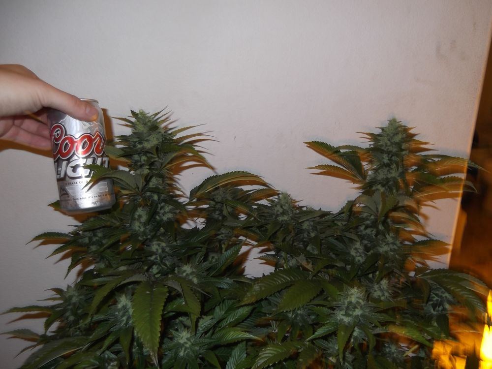 Sour dave2