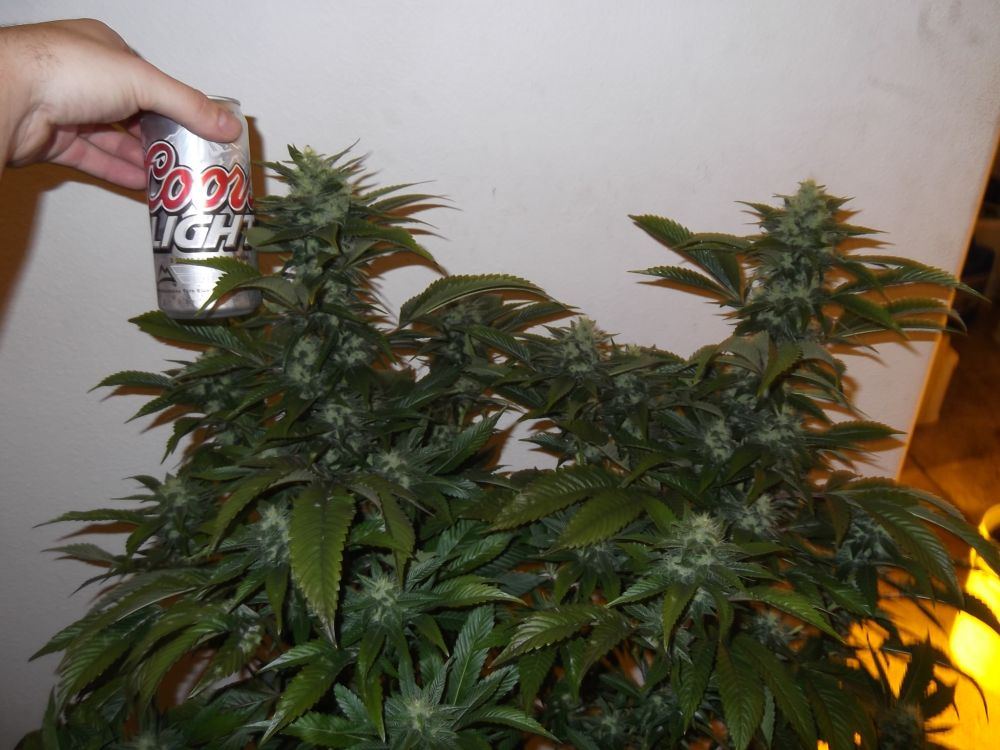 Sour dave3