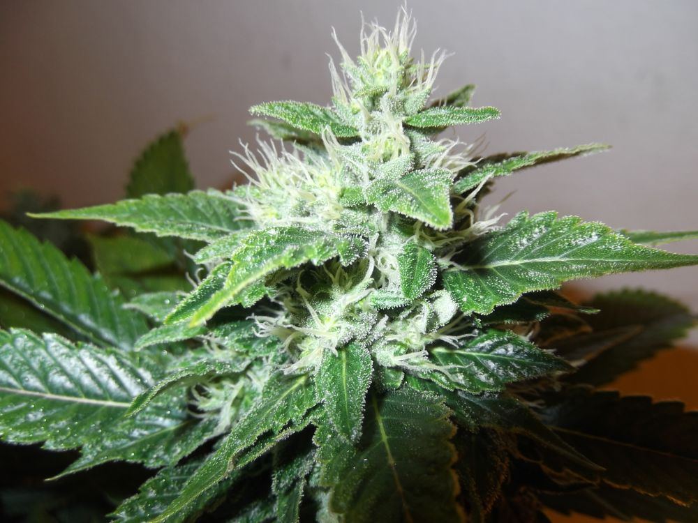 Sour dave4