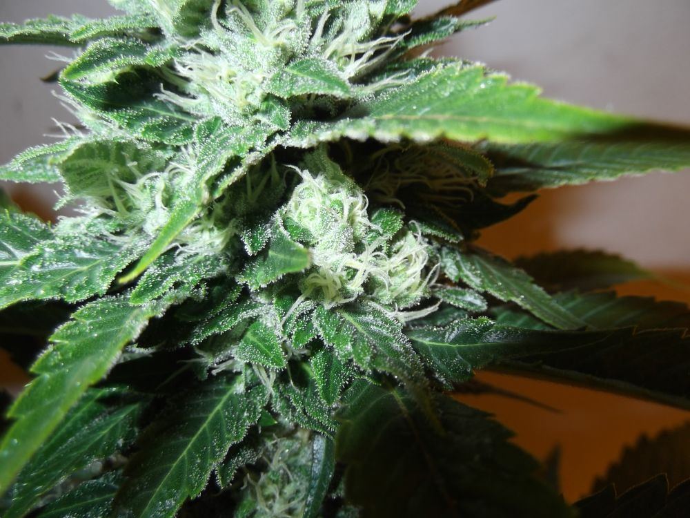 Sour dave5