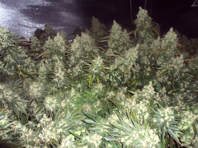Sour Diesel   9