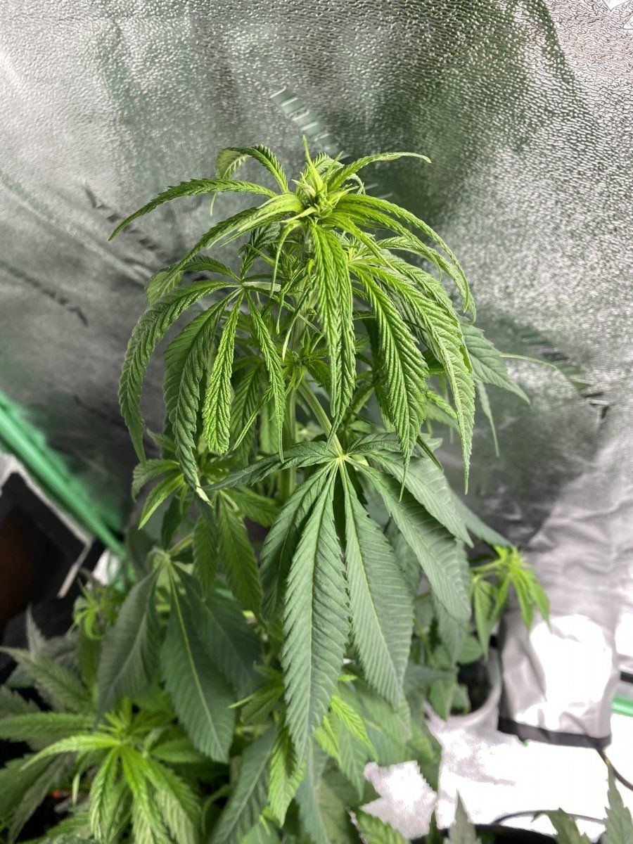 Sour diesel growing three months and no buds lights 12 and 12 soil forest ocean bottom  happy