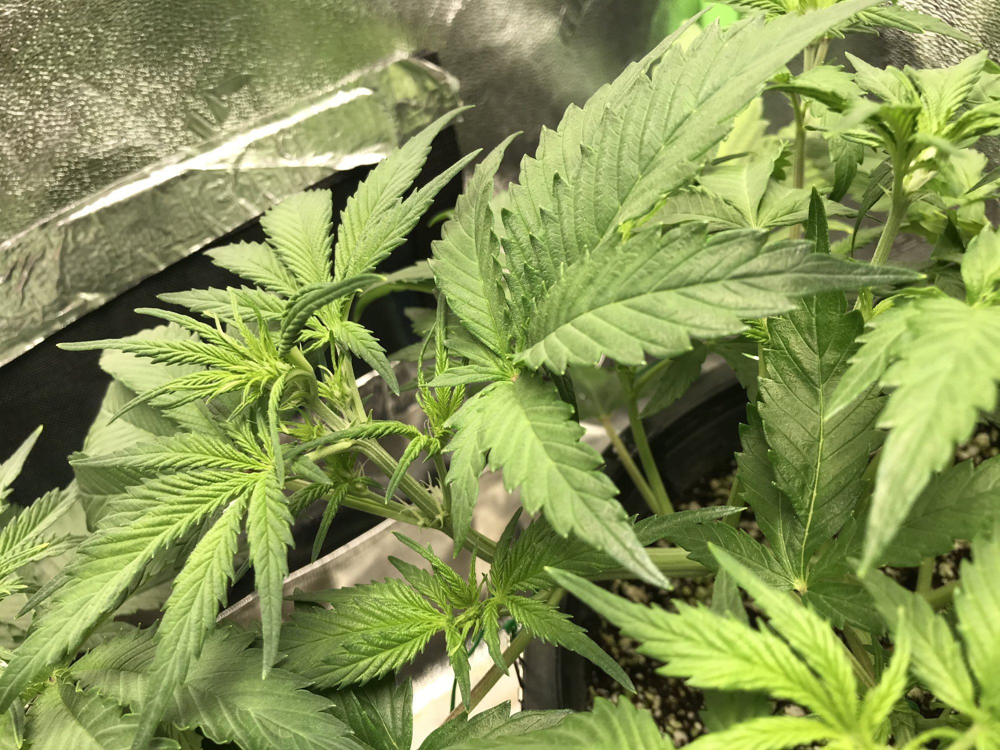 Sour diesel under spyder farmer 2