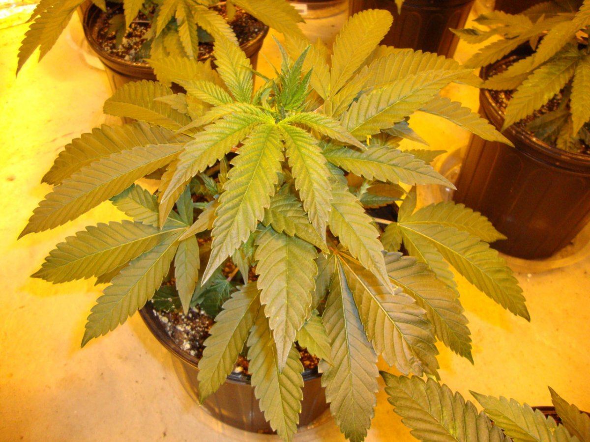 SOUR DUB