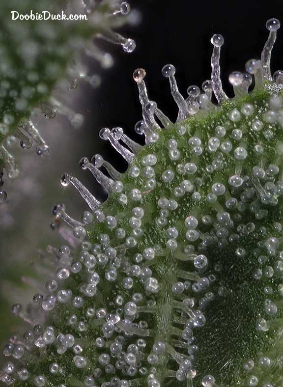 Sour dubb 0917 W