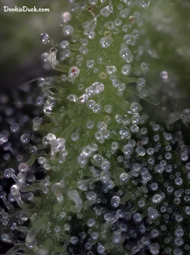 Sour dubb 1169 W