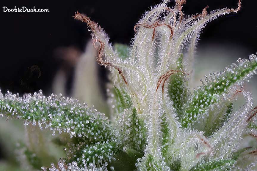 Sour dubb 1419 W