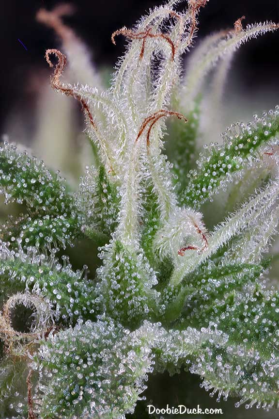 Sour dubb 1667 W