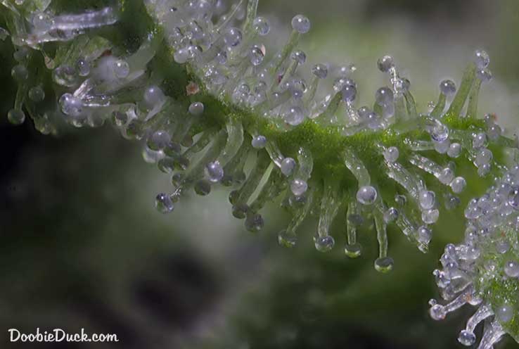Sour dubb 2942 W