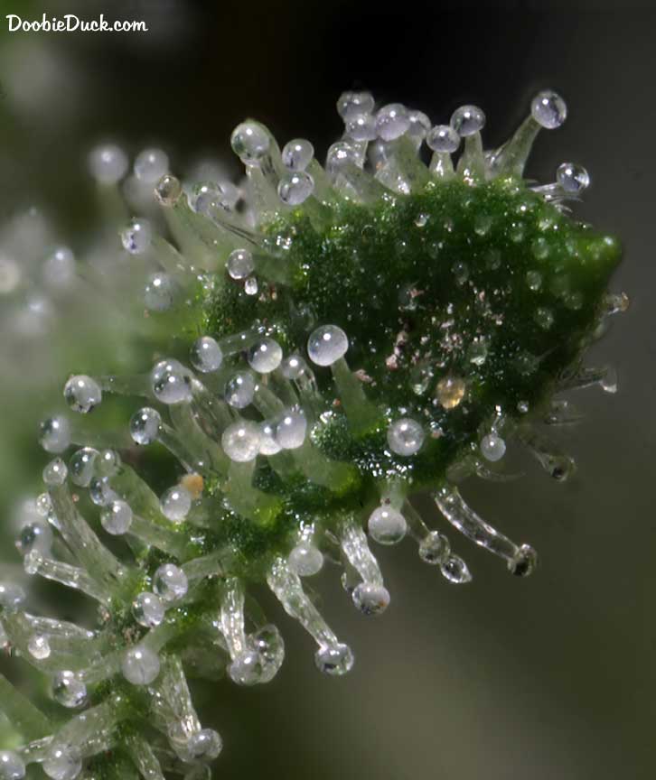Sour dubb 3025 W