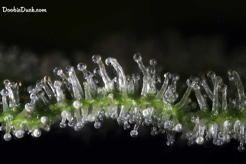 Sour dubb 3278 W