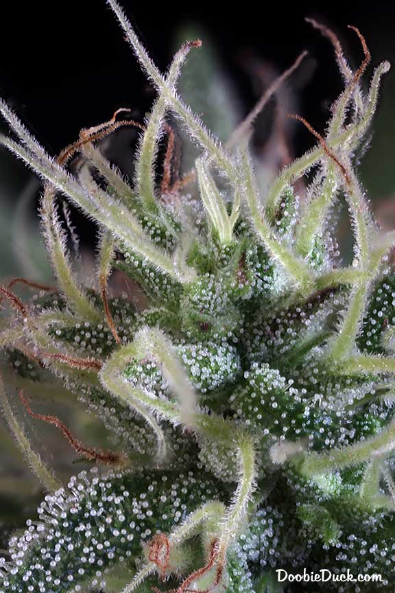Sour dubb 3381 W