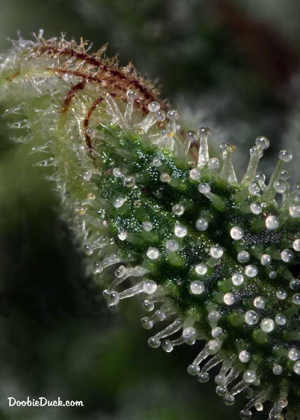 Sour dubb 4058 W