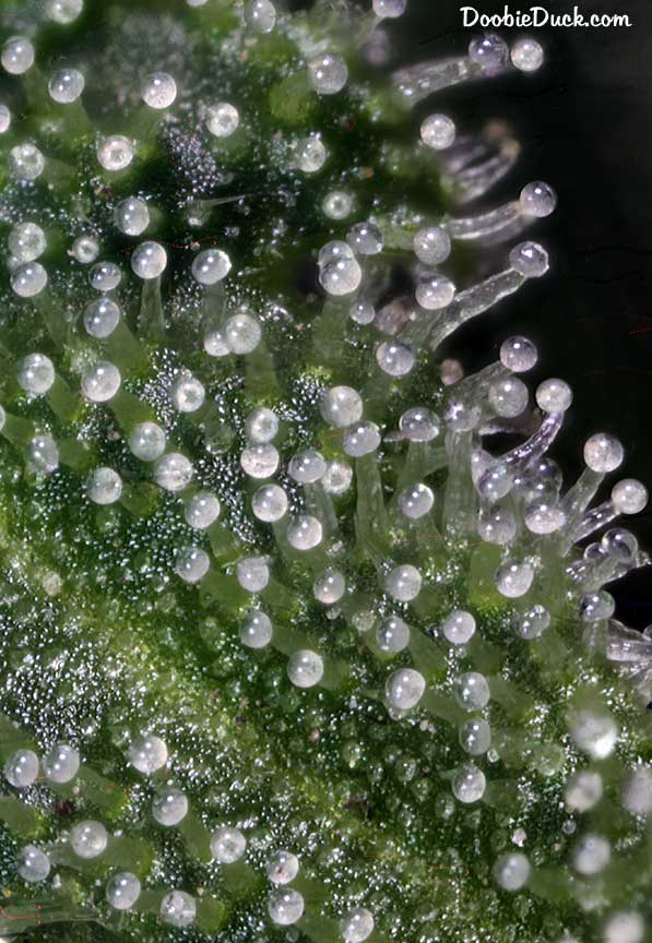 Sour dubb 4284 C W
