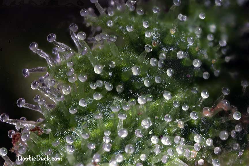 Sour dubb 4620 W