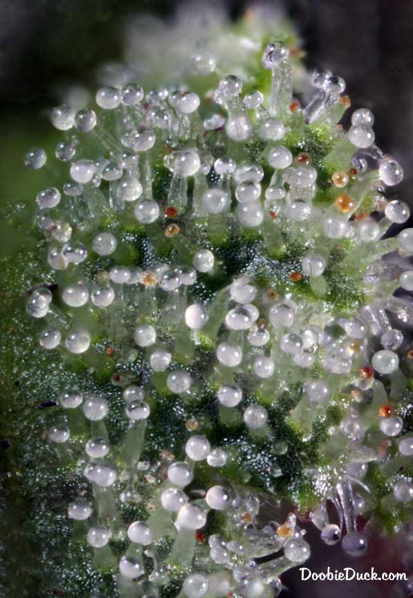 Sour dubb 4702 W