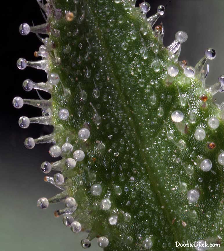 Sour dubb 4866 W