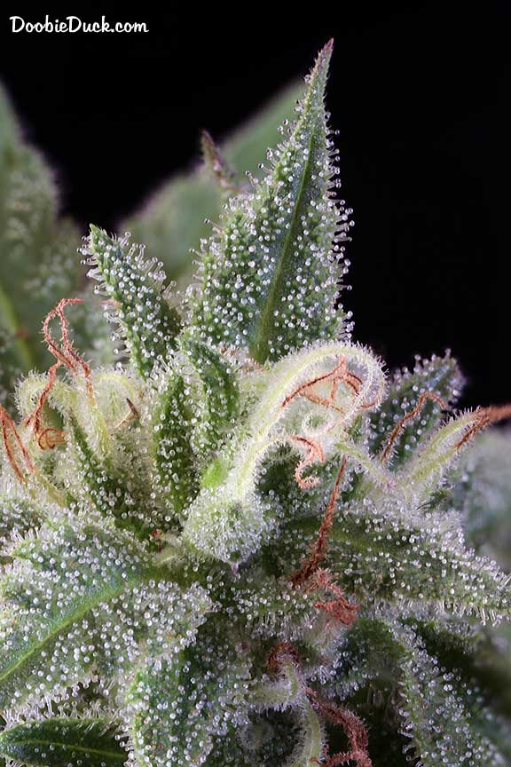 Sour dubb 4869 W