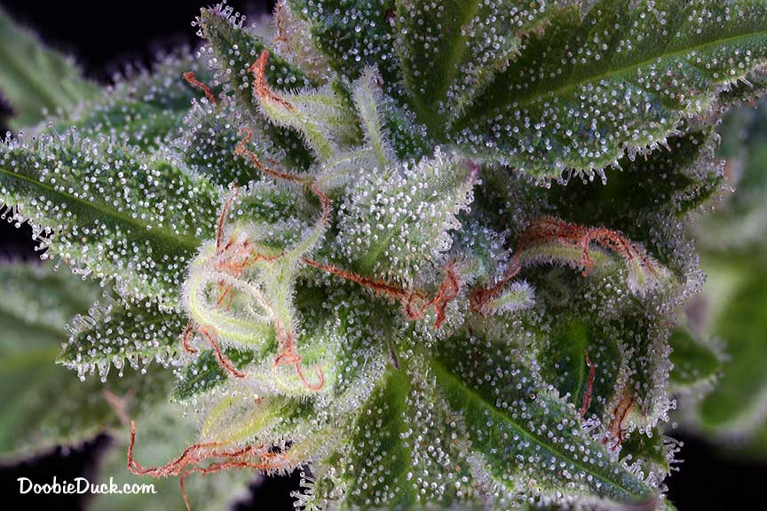 Sour dubb 5033 W