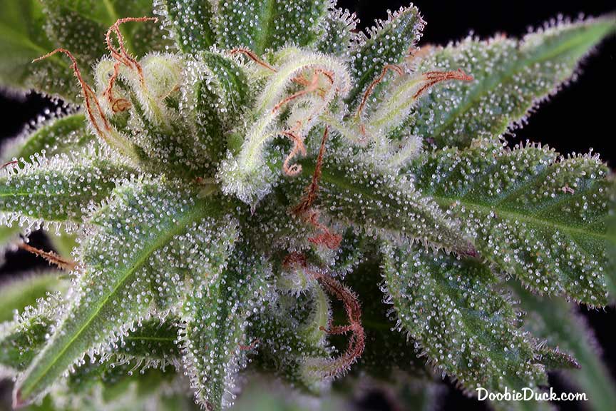 Sour dubb 5198 W