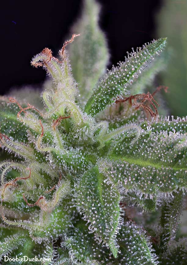Sour dubb 5873 W