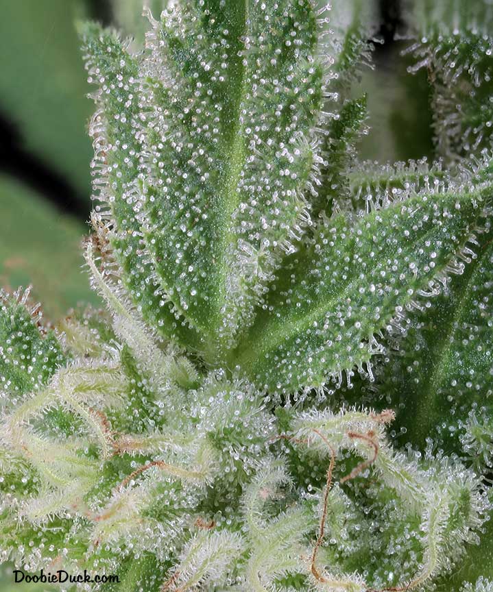 Sour dubb 5958 W